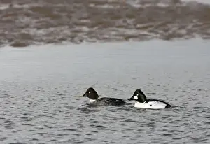 Goldeneye Prints: Goldeneye -male and female swimming in shallow water - February - North Norfolk - UK