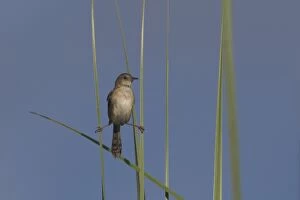 Headed Gallery: Goldenheaded Cisticola clinging to two grass stems Pep