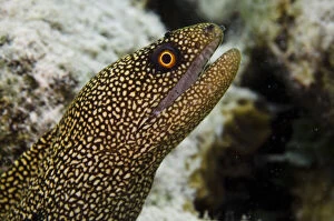 Images Dated 11th November 2011: Goldentail Moray (Gymnothorax miliaris)