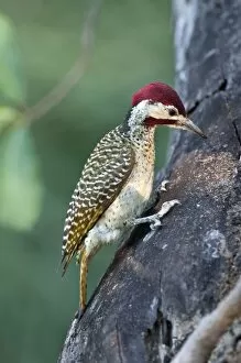 Images Dated 19th October 2010: Goldentailed Woodpecker - searching for food on tree trunk - Okavango River - Botswana
