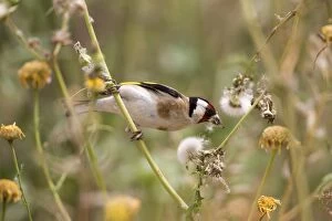 Images Dated 3rd May 2014: Goldfinch