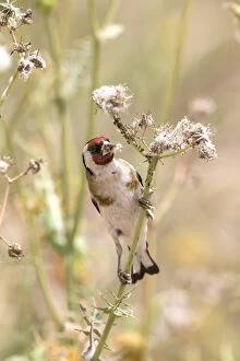 Images Dated 3rd May 2014: Goldfinch