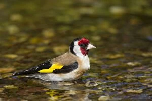 Images Dated 28th June 2015: Goldfinch adult bird taking a bath