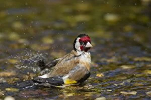 Images Dated 28th June 2015: Goldfinch adult bird taking a bath