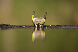 Goldfinches Prints: Goldfinch - Bathing in forest pool Carduelis carduelis Hungary BI015883