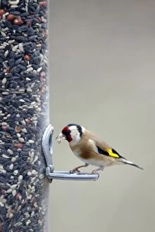 Goldfinch - on bird feeder