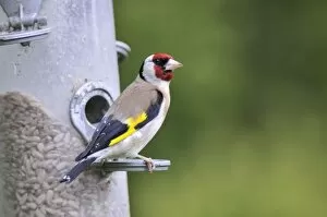 Images Dated 18th May 2008: Goldfinch - at bird feeder