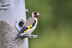 Images Dated 18th May 2008: Goldfinch - at bird feeder