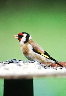 Goldfinch - On bird table