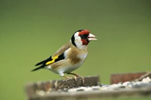 GOLDFINCH - at bird table