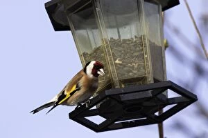 Images Dated 3rd March 2005: Goldfinch - at birdfeeder. Alsace - France