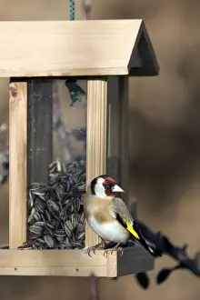 Goldfinches Prints: Goldfinch - on birdfeeder. France