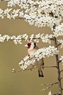 Blackthorn Gallery: Goldfinch - in Blackthorn blossom