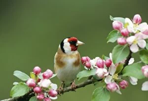 Finch Collection: GOLDFINCH - WITH BLOSSOM