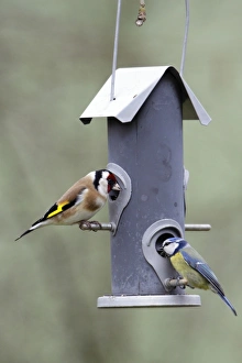 Goldfinch and Blue Tit - (Parus caeruleus), feeding on seed station Goldfinch and Blue Tit - (Parus caeruleus), feeding on seed station