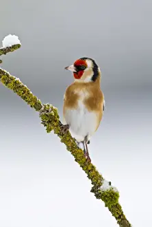 Goldfinches Prints: Goldfinch - on branch in snow 8730