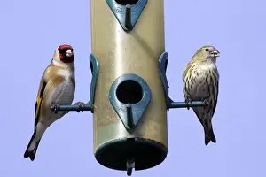 Goldfinch (Carduelis carduelis) and Serin (Serinus serinus) - at birdfeeder. Alsace - France