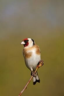 Images Dated 30th March 2008: Goldfinch - Cornwall - UK