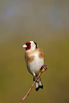 Passerines Prints: Goldfinch - Cornwall - UK