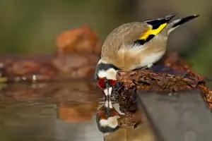 Passerines Prints: Goldfinch - drinking at pond - Cornwall - UK