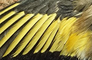 Goldfinch - feathers on wing