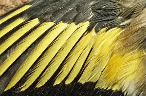 Finch Prints: Goldfinch - feathers on wing