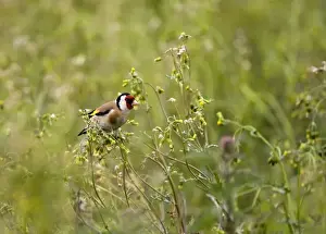 Goldfinches Prints: Goldfinch - feeding on Groundsel in uncultivated field - May - Breckland - Noroflk - UK