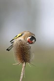 Teasel Collection: Goldfinch - Feeding on teasel side view Bedfordshire, UK
