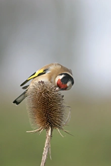 Teasel Collection: Goldfinch - Feeding on teasel side view Bedfordshire, UK