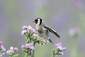 Images Dated 18th April 2009: Goldfinch - feeding on thistle seeds