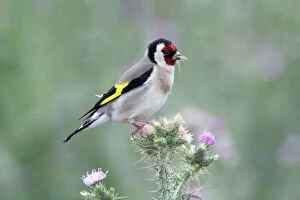 Perched Gallery: Goldfinch - feeding on thistle seeds