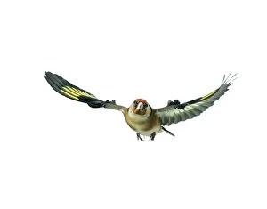 Goldfinch - female, in flight