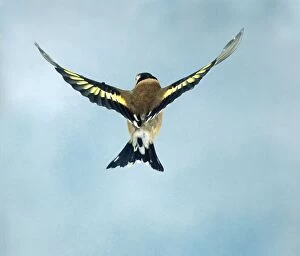 Goldfinch - female, in flight wings spread