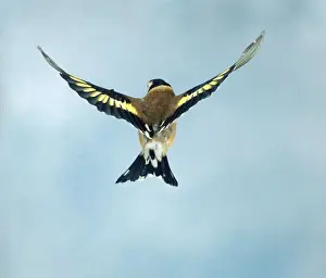 Finch Prints: Goldfinch Female In flight wings spread