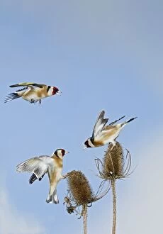 Goldfinch - three fighting over teasel