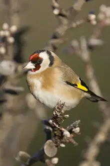 Goldfinch. France