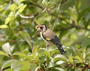 Goldfinch - gathering nest material