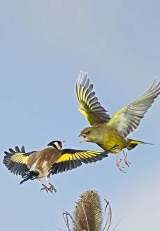 Goldfinch and Greenfinch - fighting over teasel
