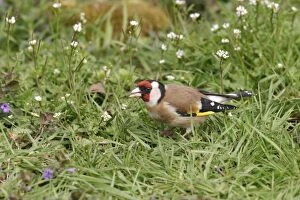 Goldfinch - On ground in plants side view
