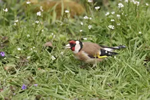 Goldfinches Prints: Goldfinch - On ground in plants side view Bedfordshire UK 1637