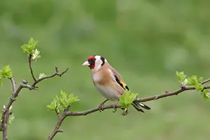 Goldfinch - On hawthorn twig front view Bedfordshire UK 1641