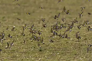 Finch Prints: Goldfinch and Linnet - mixed flock flying over uncultivated field - Gooderstone - Norfolk - UK