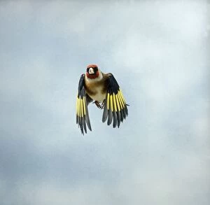 Images Dated 19th August 2004: Goldfinch Male in flight head on Bedfordshire, UK