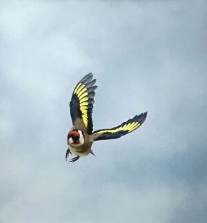 Images Dated 19th August 2004: Goldfinch Male in flight turning head on wings up UK