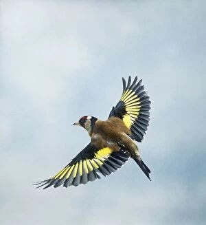 Goldfinch - Male in flight top view wings spread