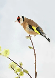 Finch Collection: Goldfinch Male On Pussy Willow, side view