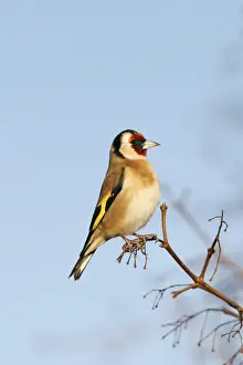 Goldfinch - On maple twig side view blue sky Bedfordshire, UK