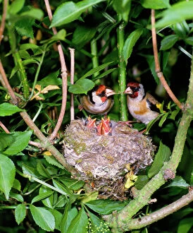 Finch Collection: Goldfinch - pair with young in nest, May. West Sussex, UK