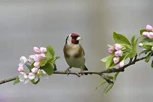 Goldfinches Prints: Goldfinch - perched on branch with Spring blossom - April - Breckland - UK