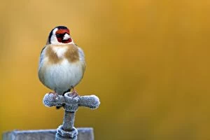 Goldfinch - perched on frosty tap